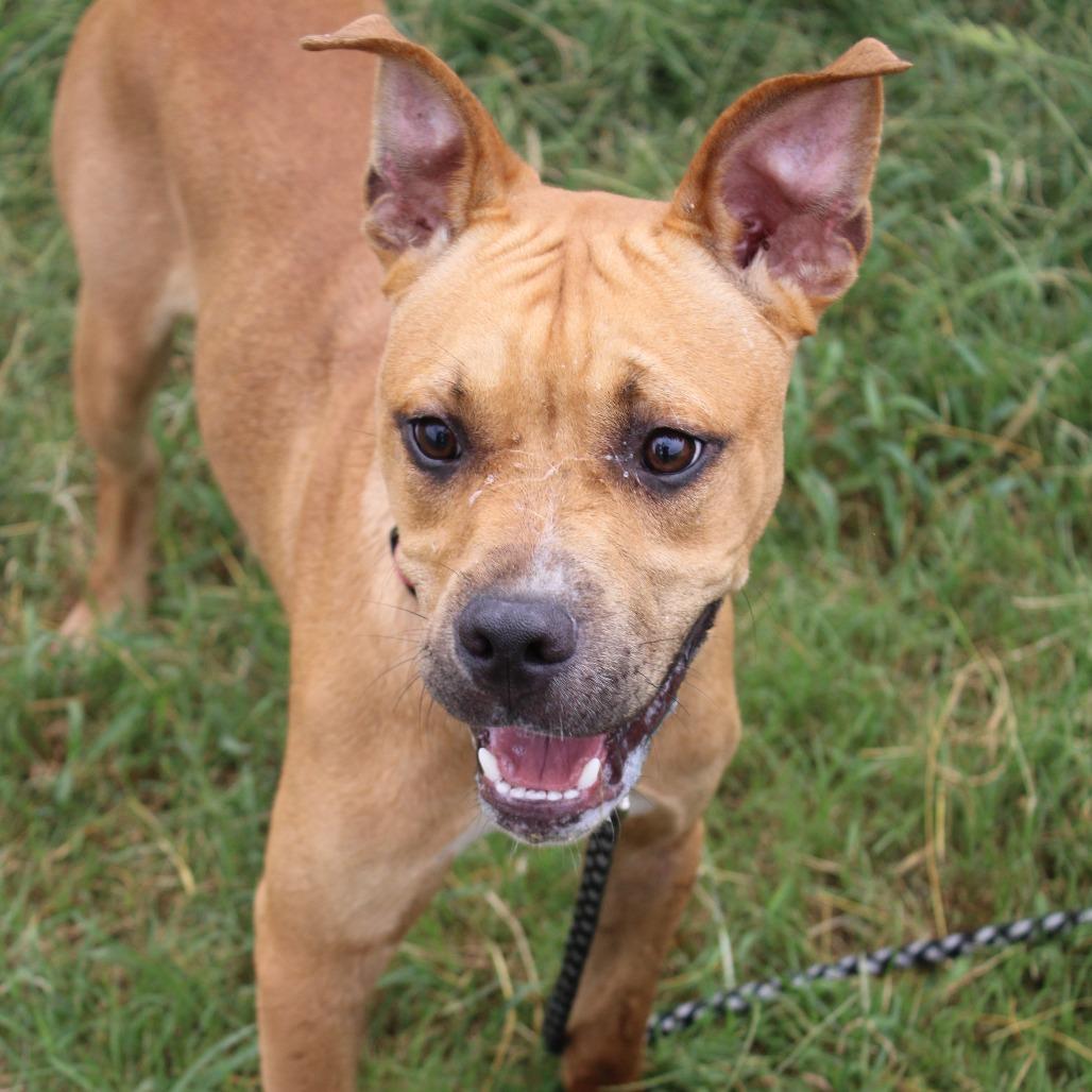 Enlarge Kangaroo Jack, a Adoptable mixed breed in Cleveland, MS image 1/3
