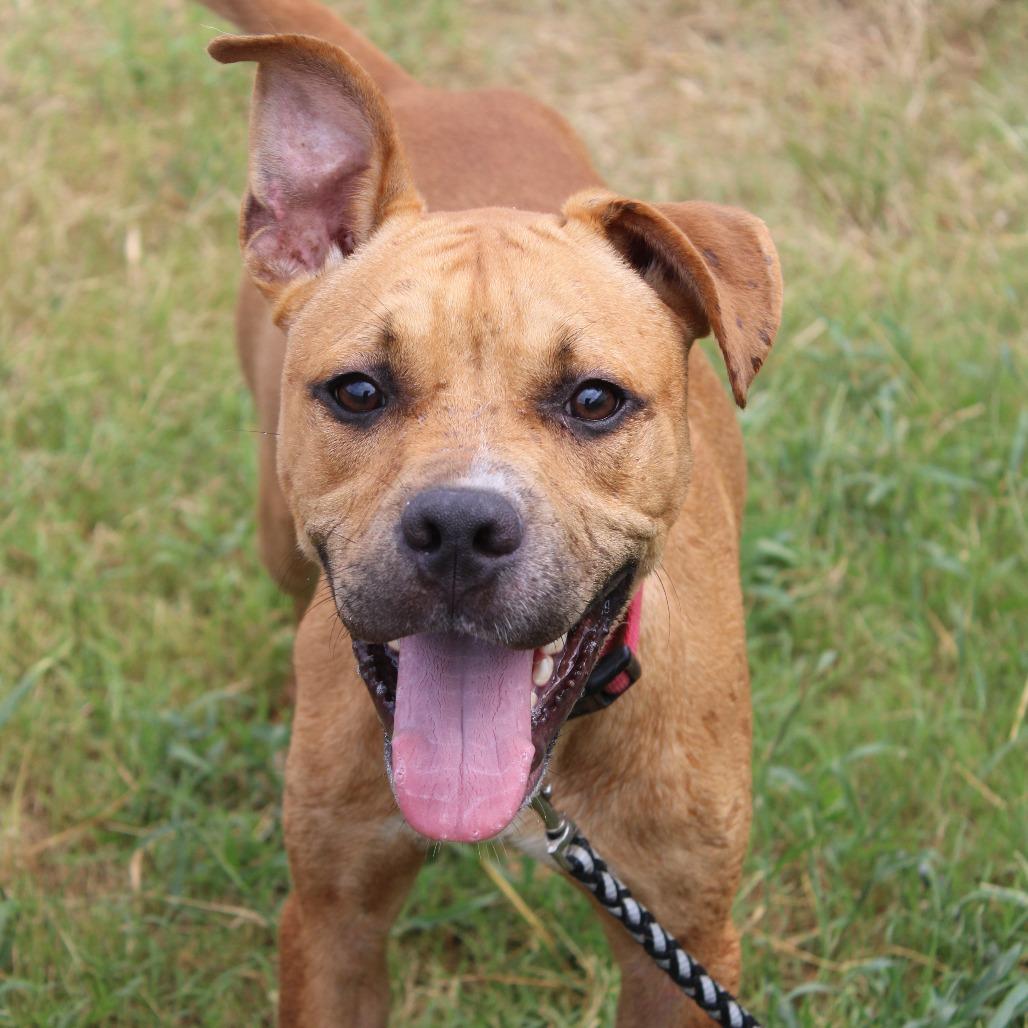Enlarge Kangaroo Jack, a Adoptable mixed breed in Cleveland, MS image 2/3