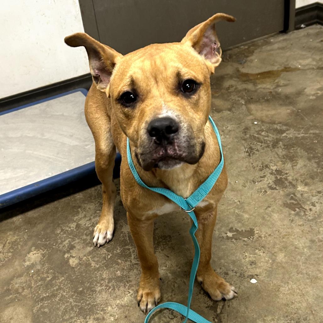 Enlarge Kangaroo Jack, a Adoptable mixed breed in Cleveland, MS image 3/3