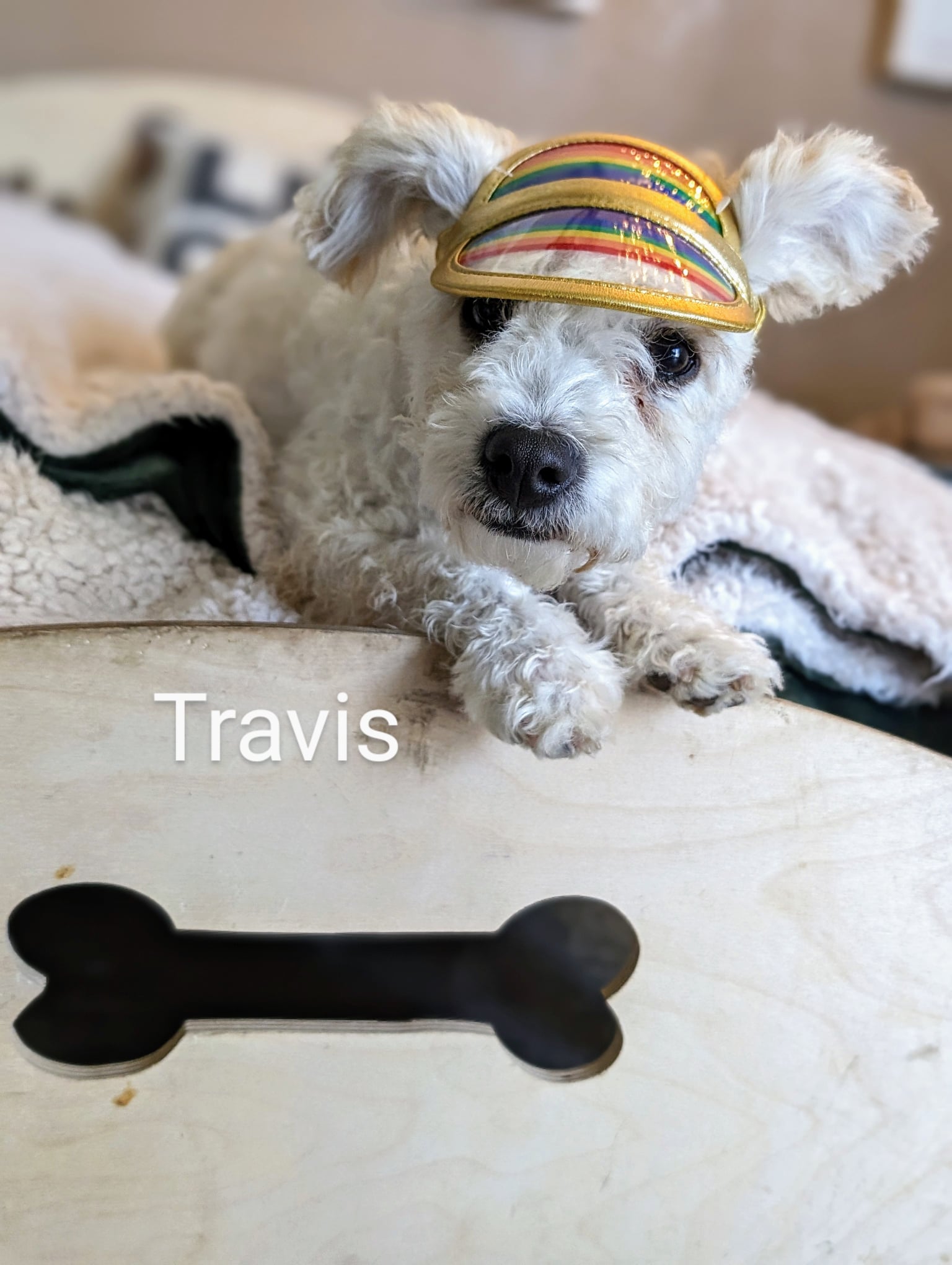 Enlarge Travis, a Adopted mixed breed in Parlier, CA image 1/6