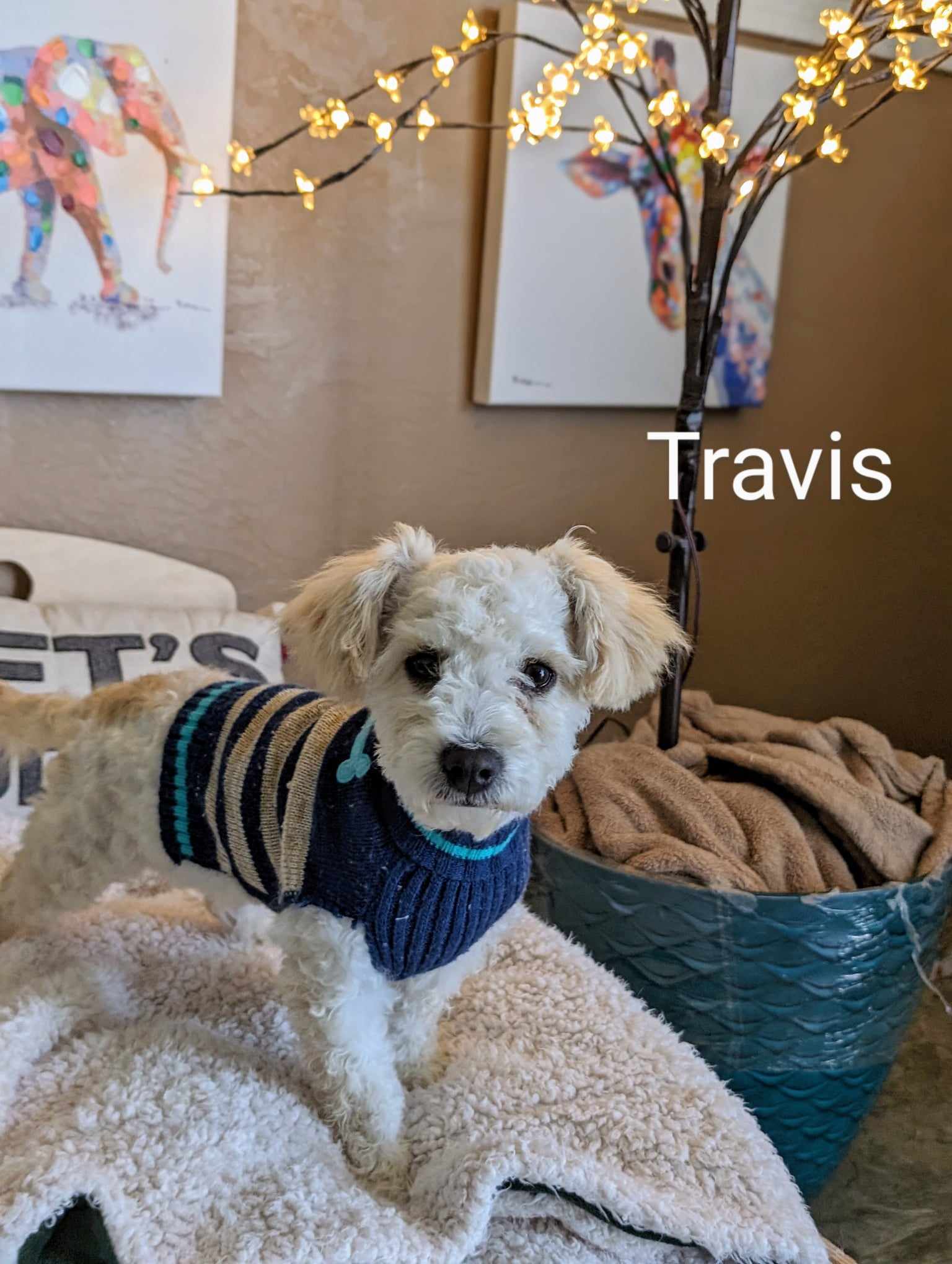 Enlarge Travis, a Adopted mixed breed in Parlier, CA image 2/6