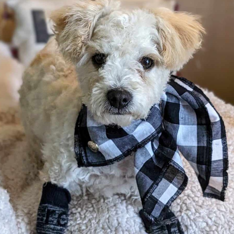 Enlarge Travis, a Adopted mixed breed in Parlier, CA image 3/6