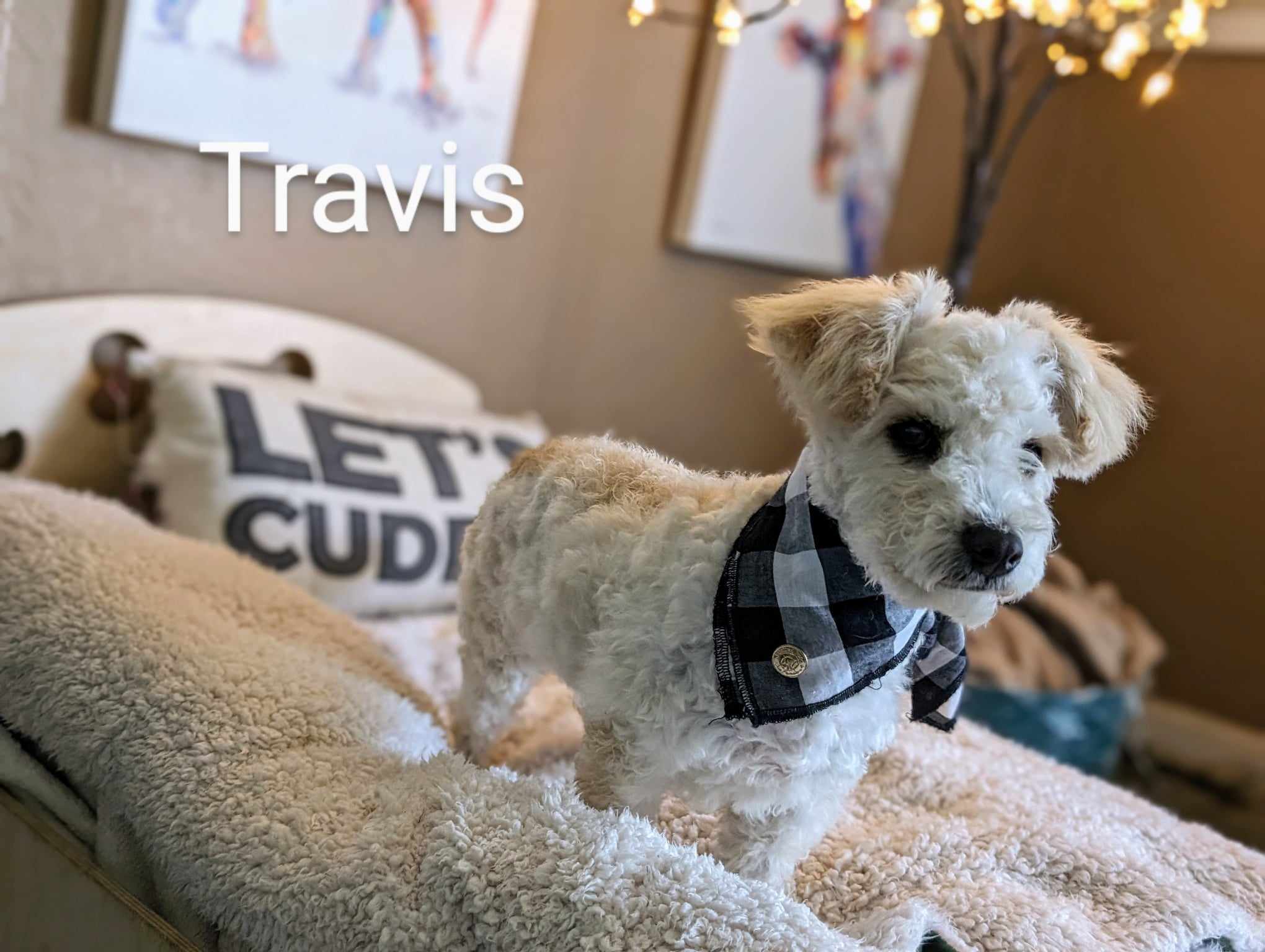Enlarge Travis, a Adopted mixed breed in Parlier, CA image 4/6