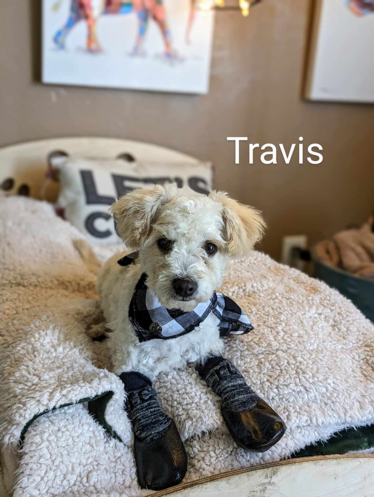 Enlarge Travis, a Adopted mixed breed in Parlier, CA image 5/6