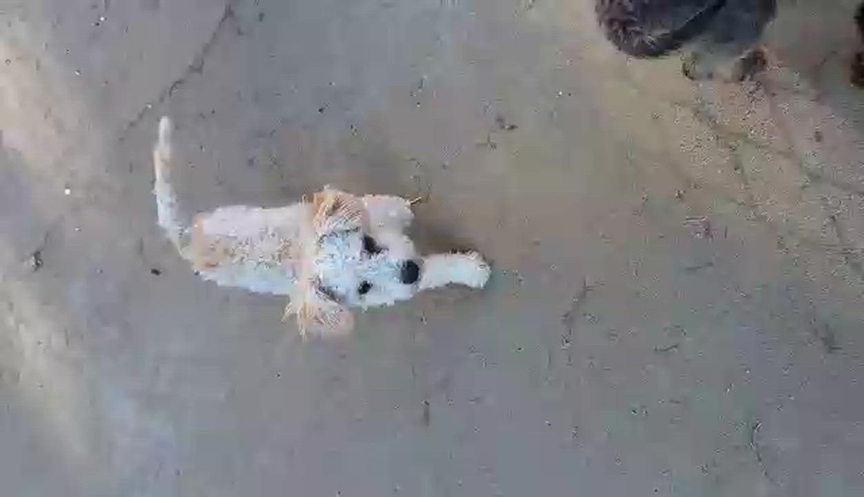 Enlarge Travis, a Adopted mixed breed in Parlier, CA video 6/6