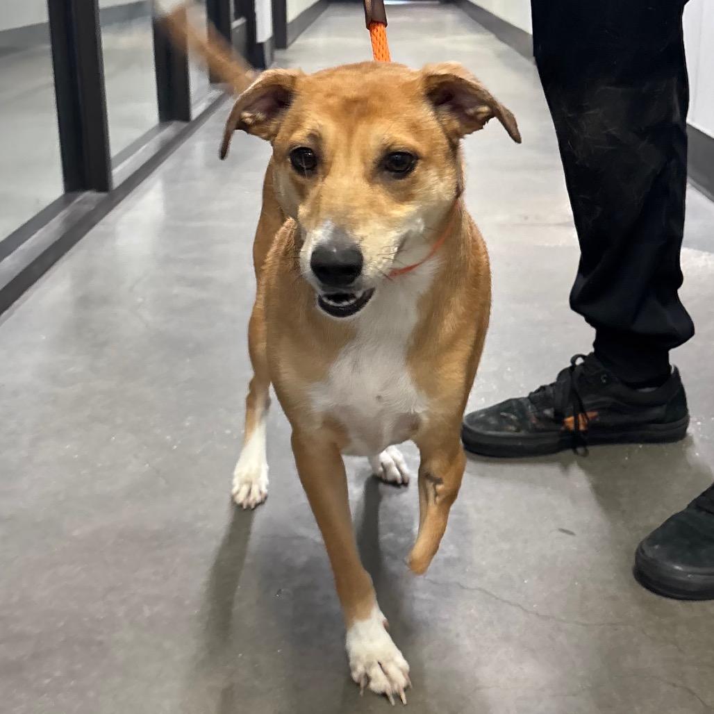 Sadie, Adoptable, Adult Female Jack Russell Terrier & Mixed Breed.