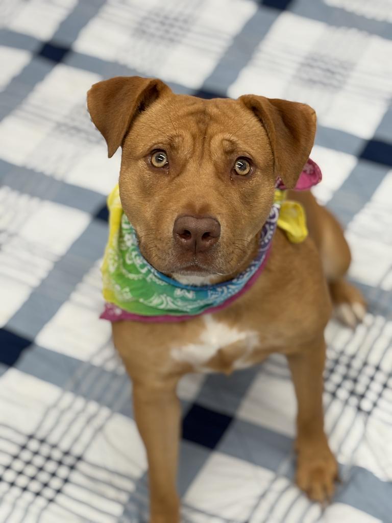 Enlarge Trenary, a Adoptable mixed breed in Detroit, MI image 2/6