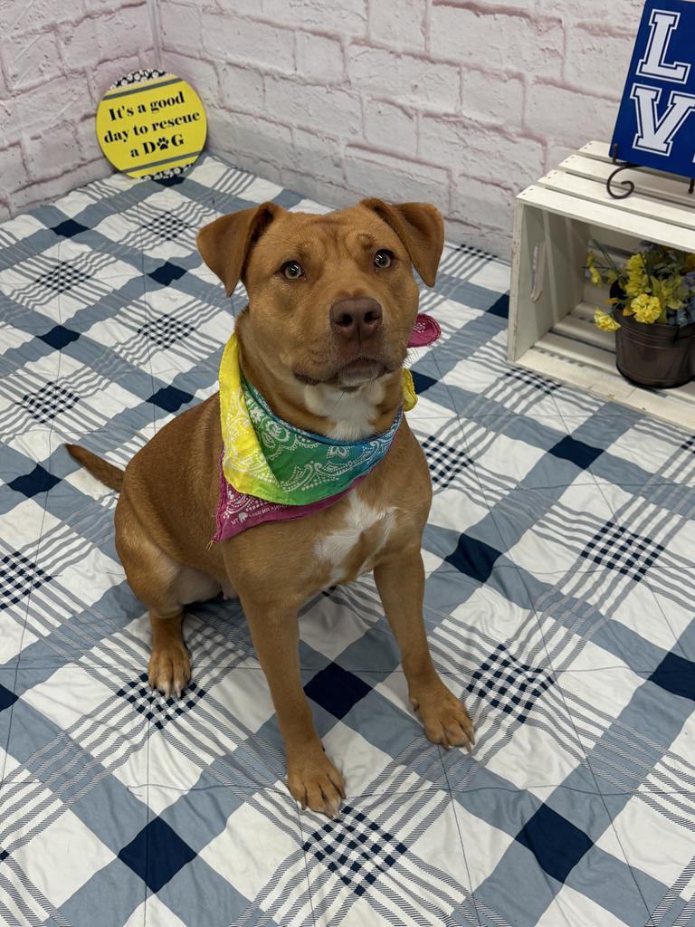 Enlarge Trenary, a Adoptable mixed breed in Detroit, MI image 3/6