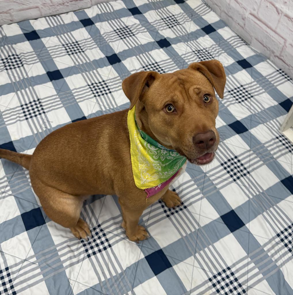 Enlarge Trenary, a Adoptable mixed breed in Detroit, MI image 4/6