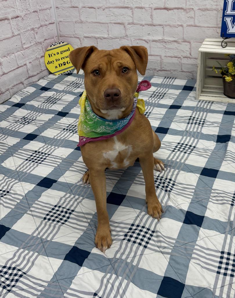 Enlarge Trenary, a Adoptable mixed breed in Detroit, MI image 5/6