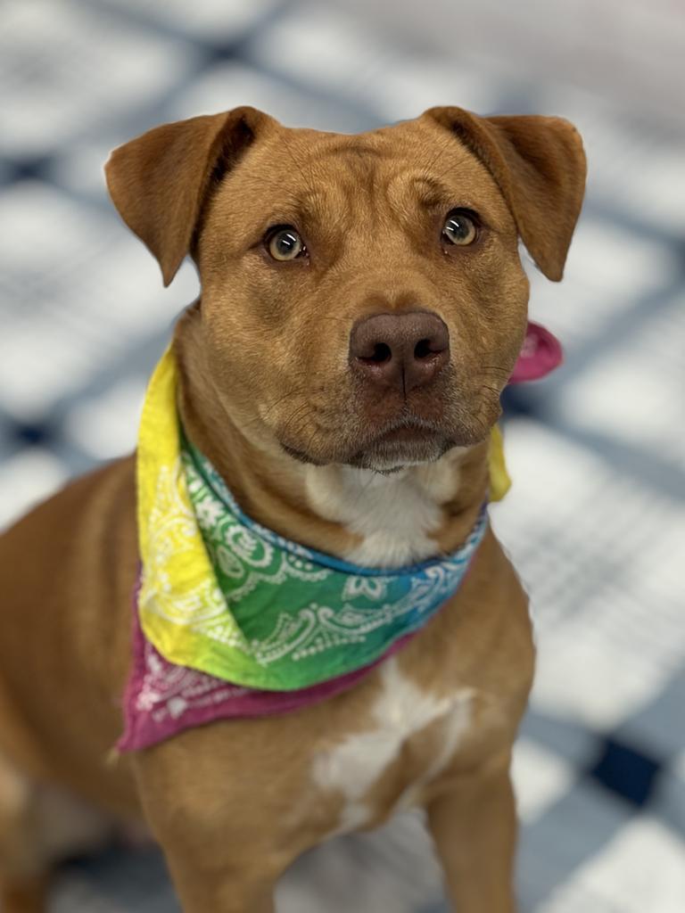 Enlarge Trenary, a Adoptable mixed breed in Detroit, MI image 6/6
