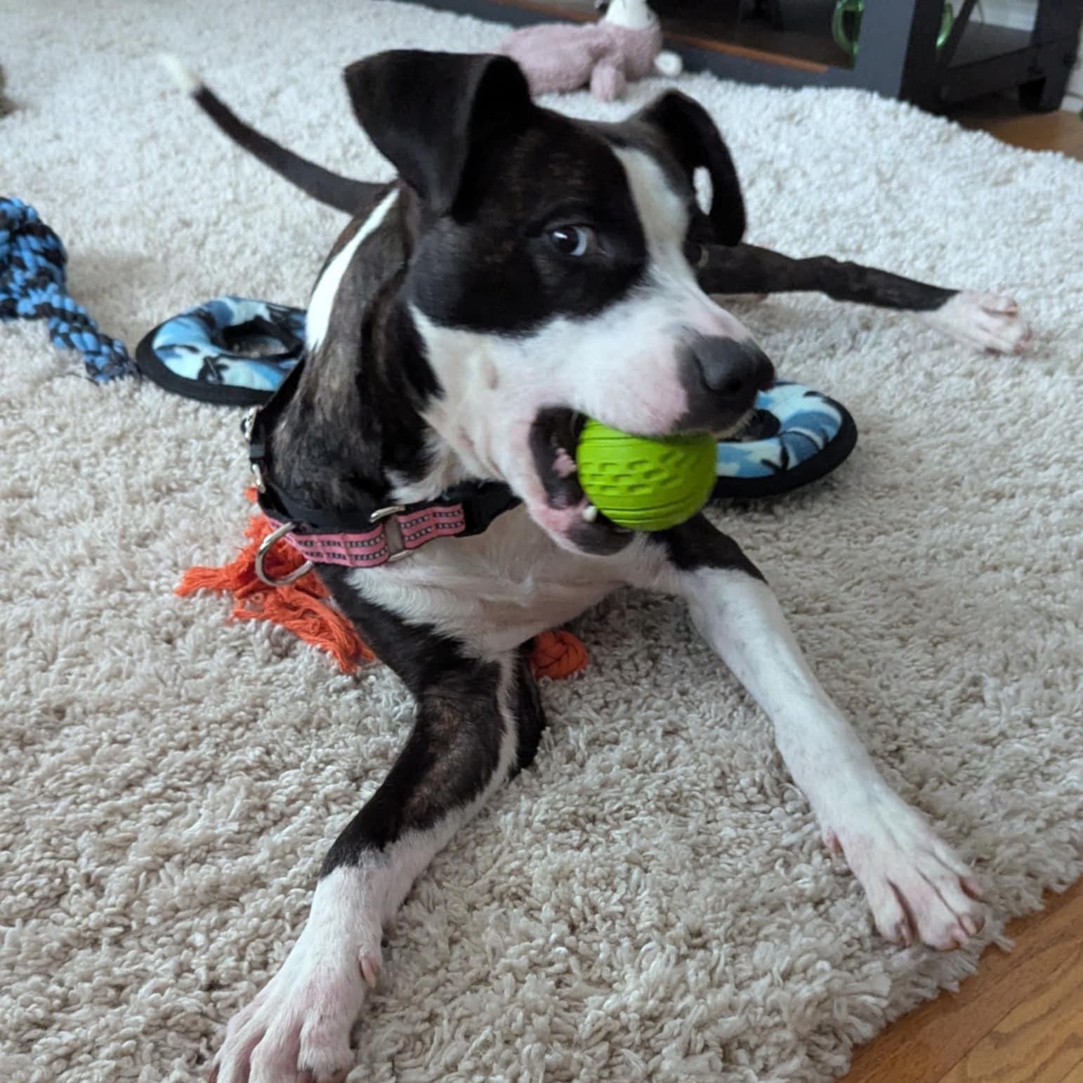 Holly, a Adoptable mixed breed in Buffalo, NY image 4/6