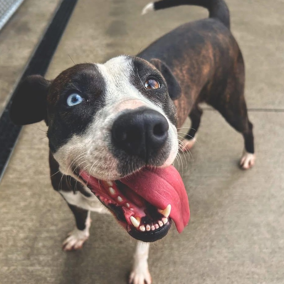 Holly, Adoptable, Young Female American Staffordshire Terrier & Cattle Dog.