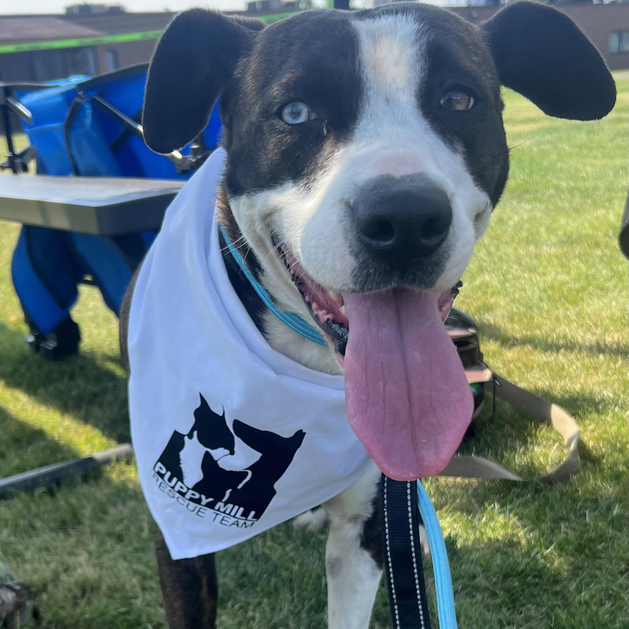 Holly, a Adoptable mixed breed in Buffalo, NY image 2/6