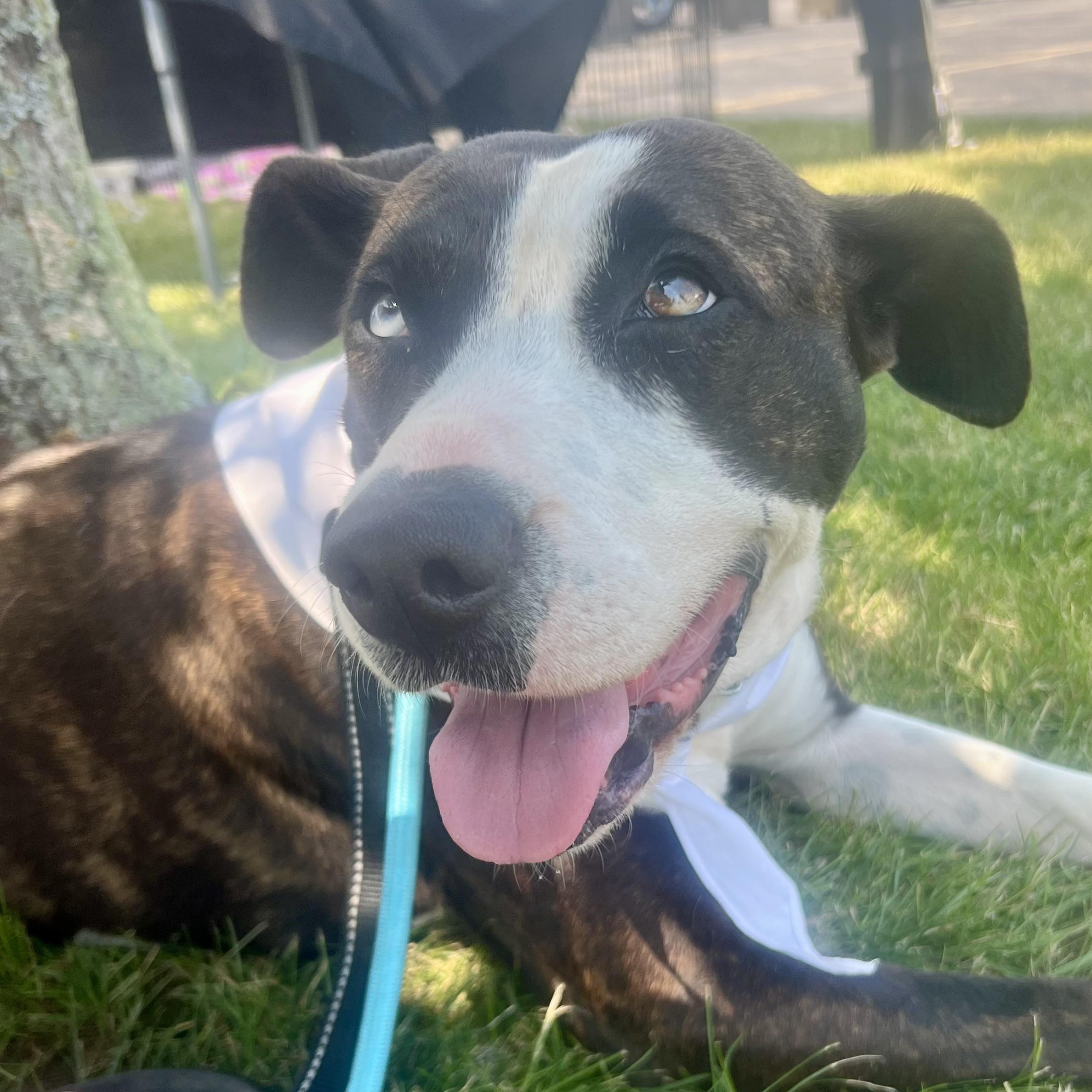 Holly, a Adoptable mixed breed in Buffalo, NY image 5/6