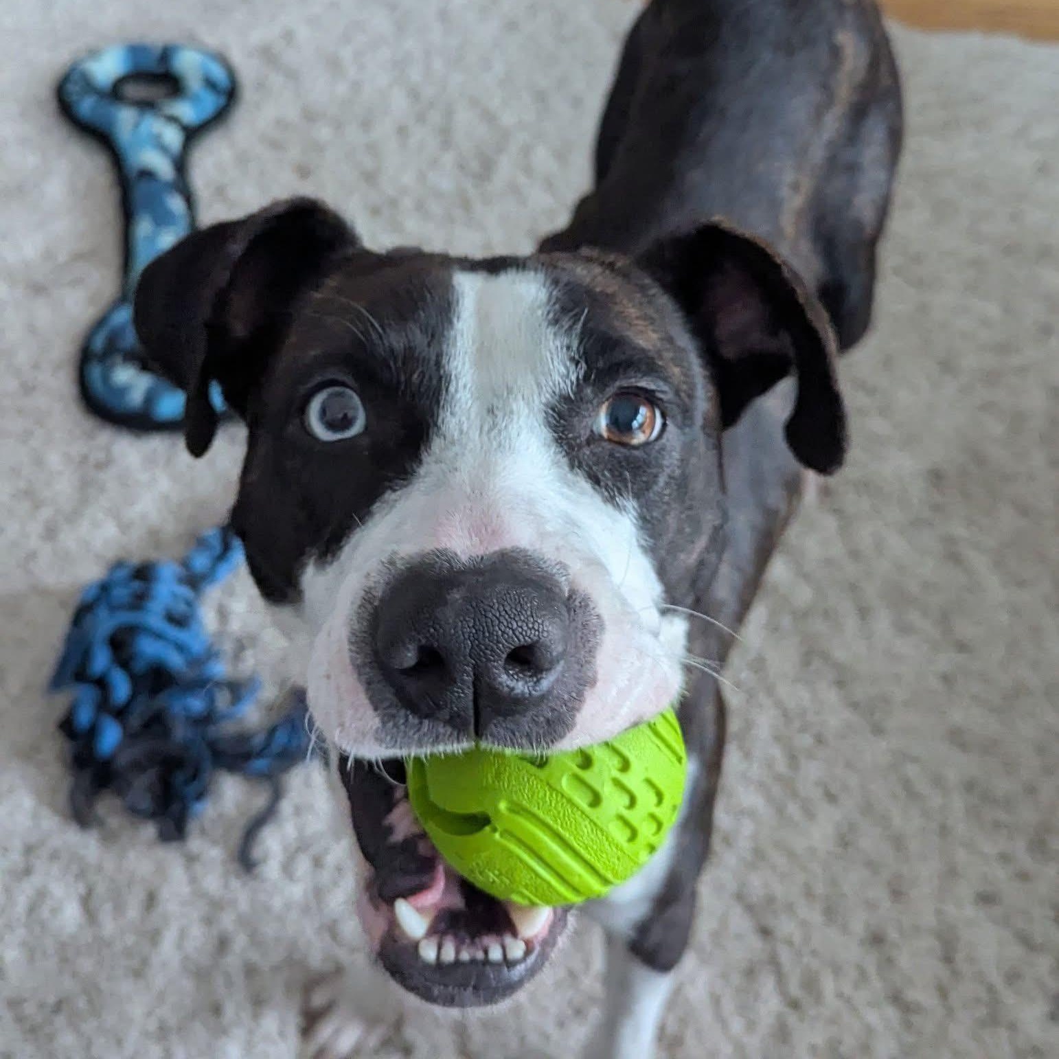 Holly, a Adoptable mixed breed in Buffalo, NY image 3/6