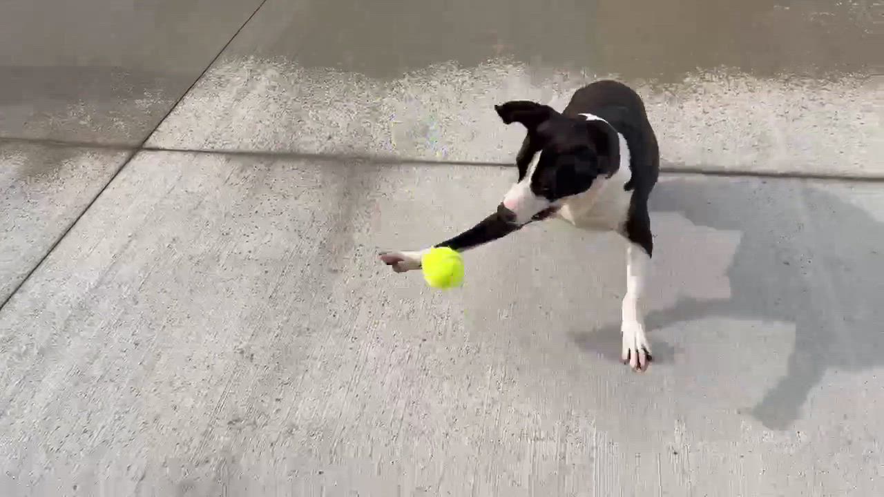 Enlarge Holly, a Adoptable mixed breed in Buffalo, NY video 6/6