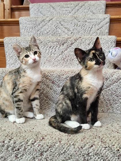 Spotsy, Adoptable, Adult Female Domestic Short Hair & Domestic Short Hair.