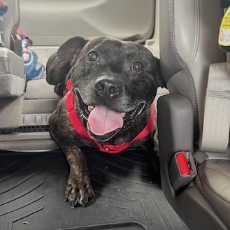 Brody, a Adoptable Pit Bull Terrier in Peotone, IL image 1/6