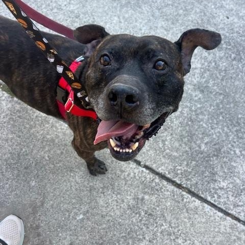 Brody, a Adoptable Pit Bull Terrier in Peotone, IL image 2/6