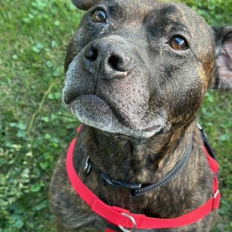 Brody, a Adoptable Pit Bull Terrier in Peotone, IL image 3/6