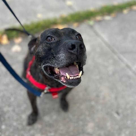 Brody, a Adoptable Pit Bull Terrier in Peotone, IL image 4/6