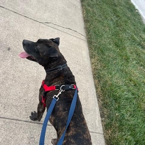 Brody, a Adoptable Pit Bull Terrier in Peotone, IL image 6/6