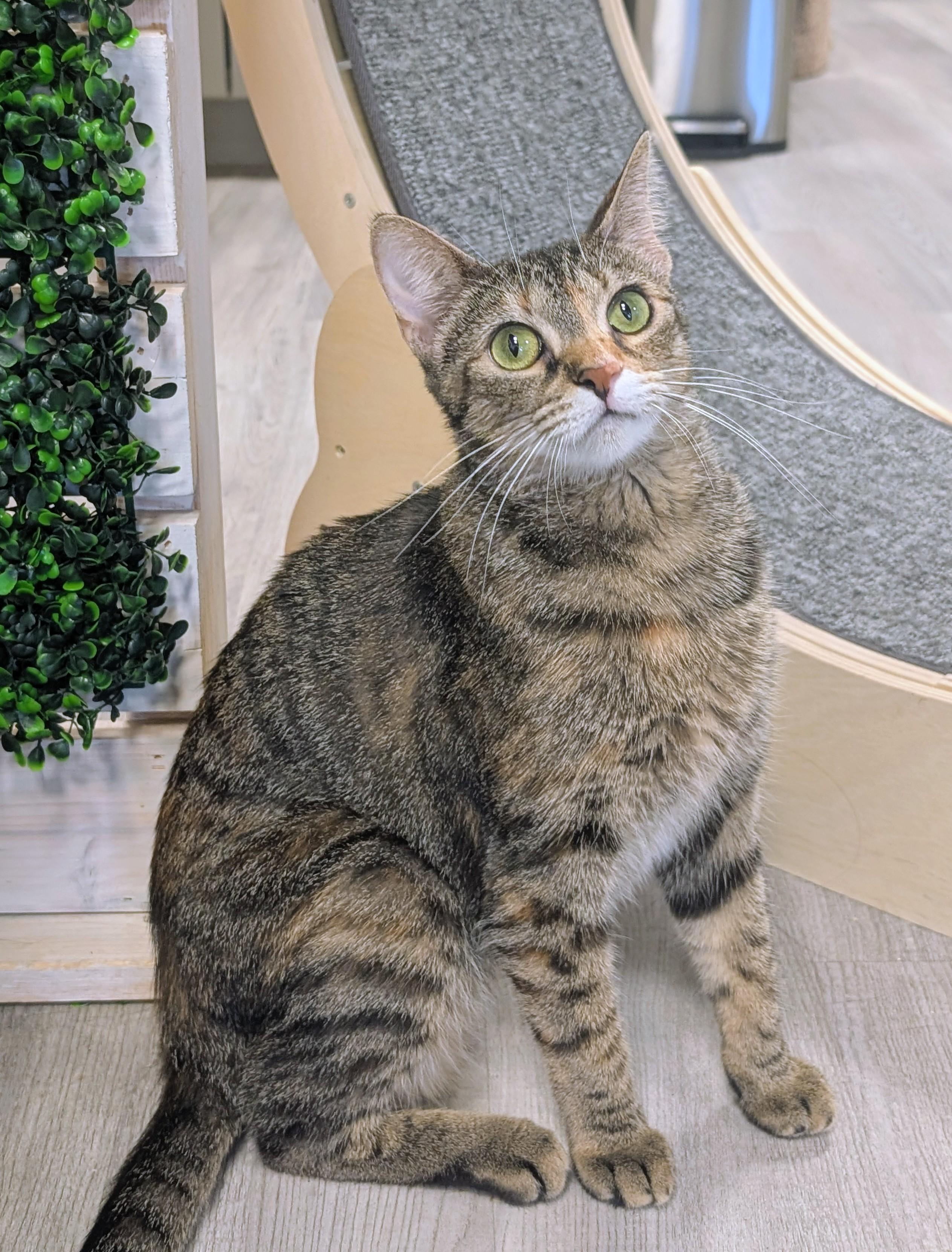 Enlarge Roma , a ADOPTABLE Domestic Short Hair in Palm Harbor, FL image 1/2