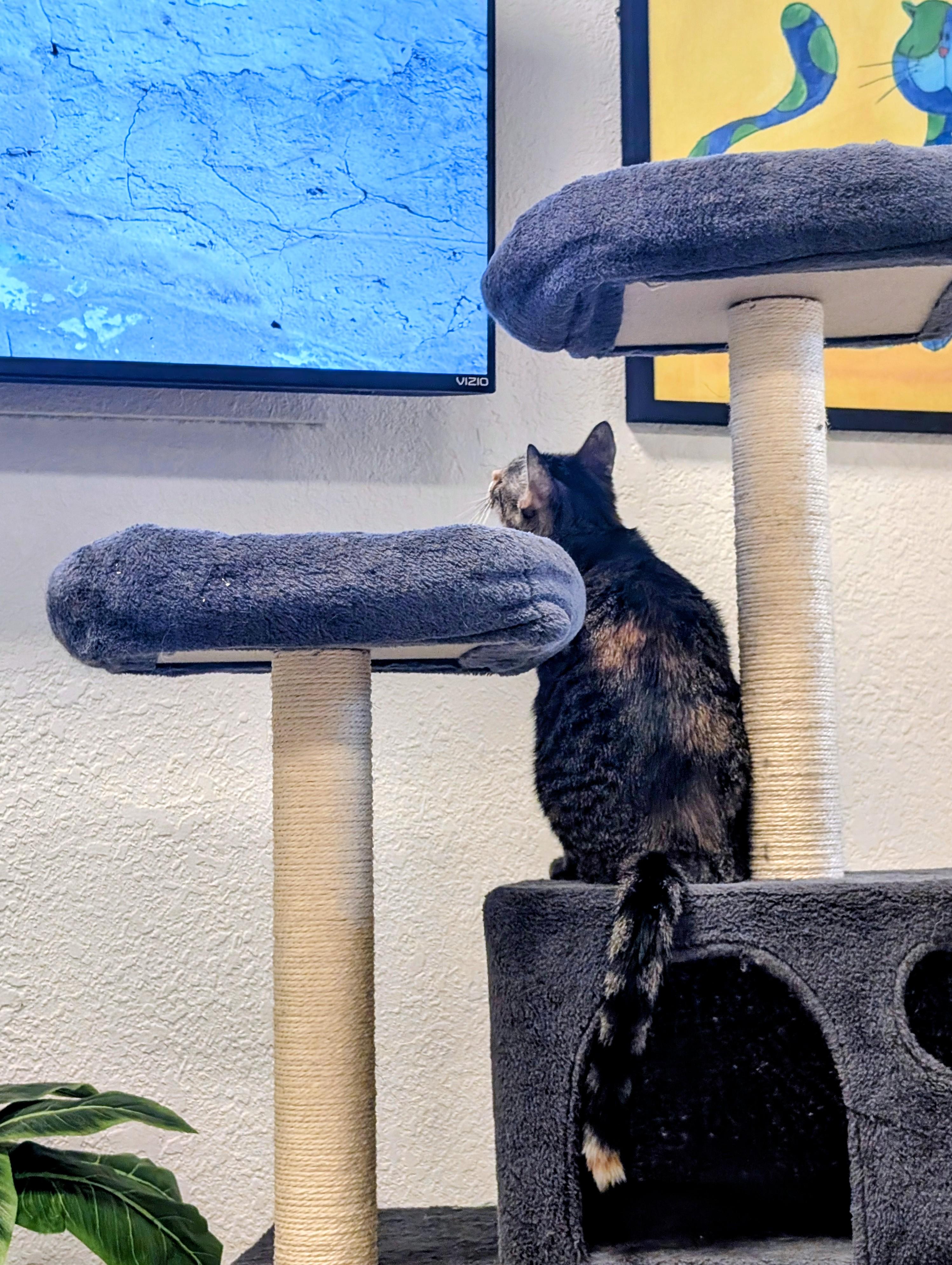 Enlarge Roma , a ADOPTABLE Domestic Short Hair in Palm Harbor, FL image 2/2