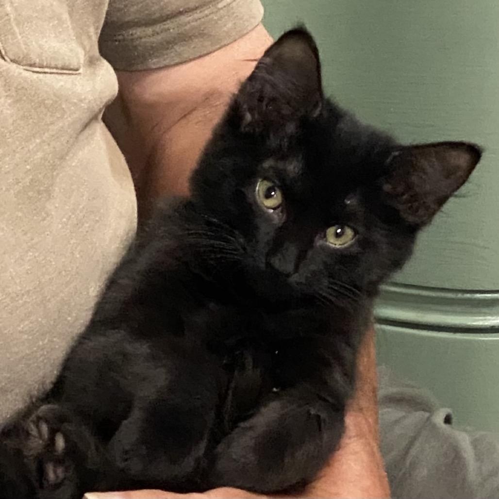 Phillip, Adoptable, Kitten Male Domestic Short Hair.