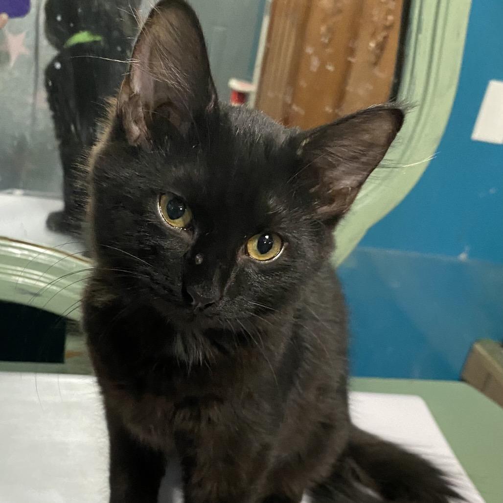 Enlarge Phillip, a Adoptable Domestic Short Hair in Denison, TX image 2/3