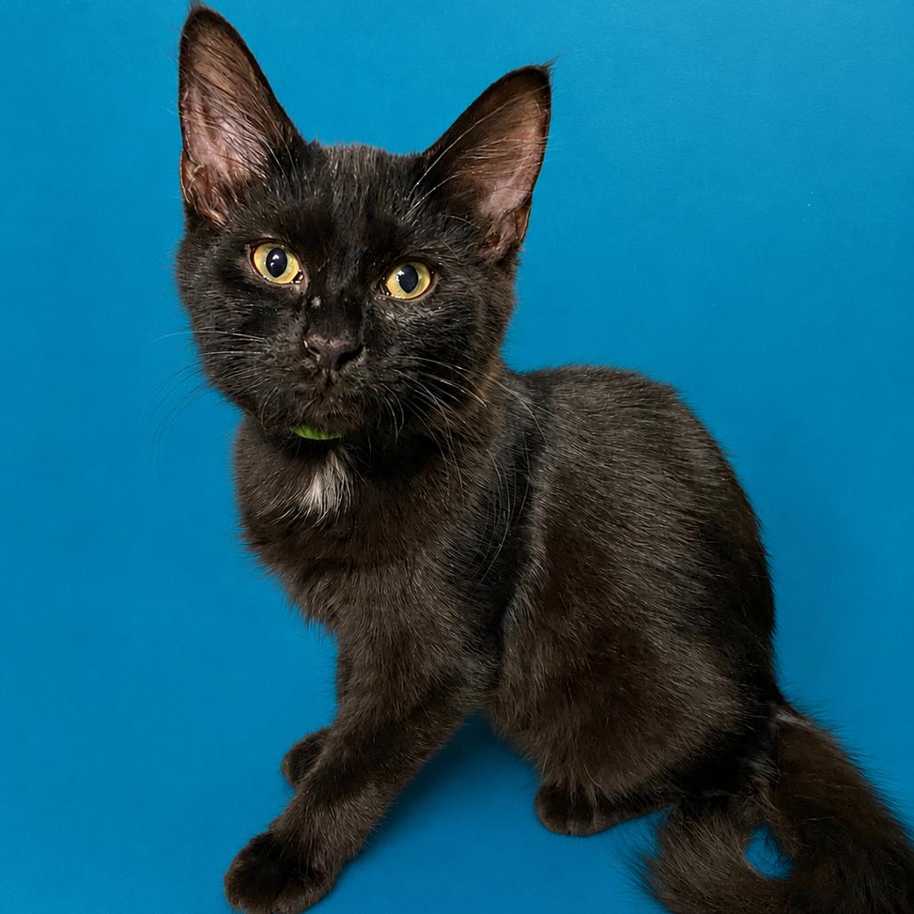 Enlarge Phillip, a Adoptable Domestic Short Hair in Denison, TX image 3/3