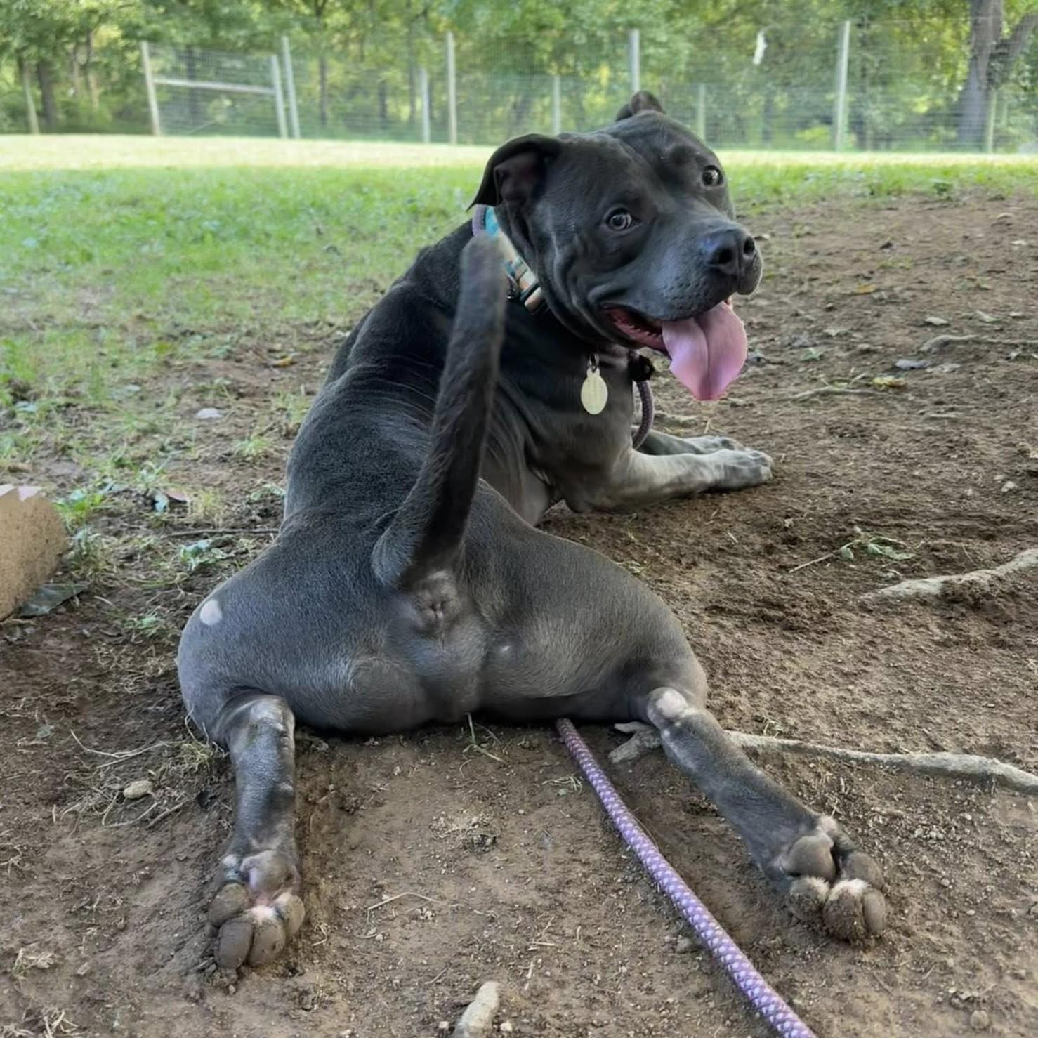 Harley, Adoptable, Adult Male Pit Bull Terrier.