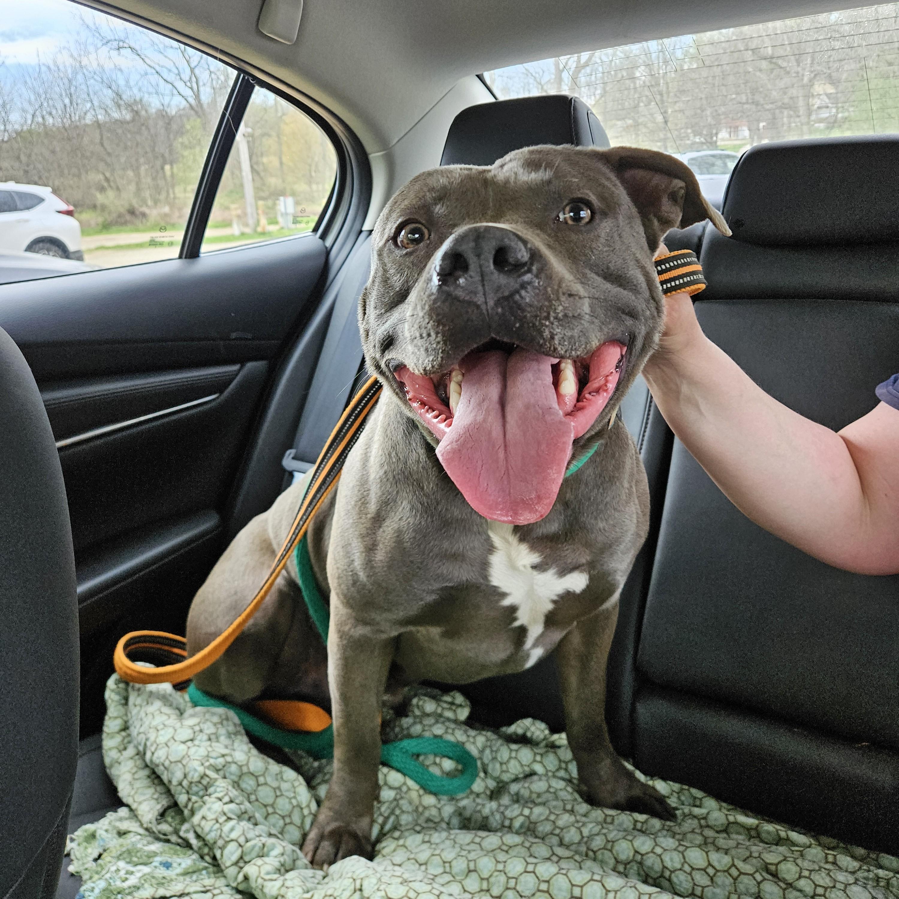 Harley, adoptable, Adult Male Pit Bull Terrier.