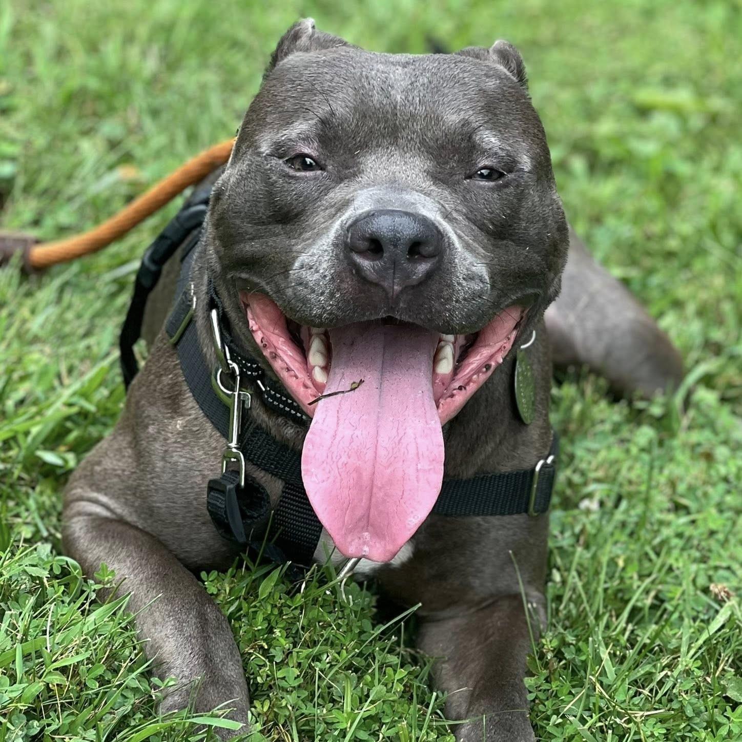 Harley, a Adoptable mixed breed in Phoenixville, PA image 4/6