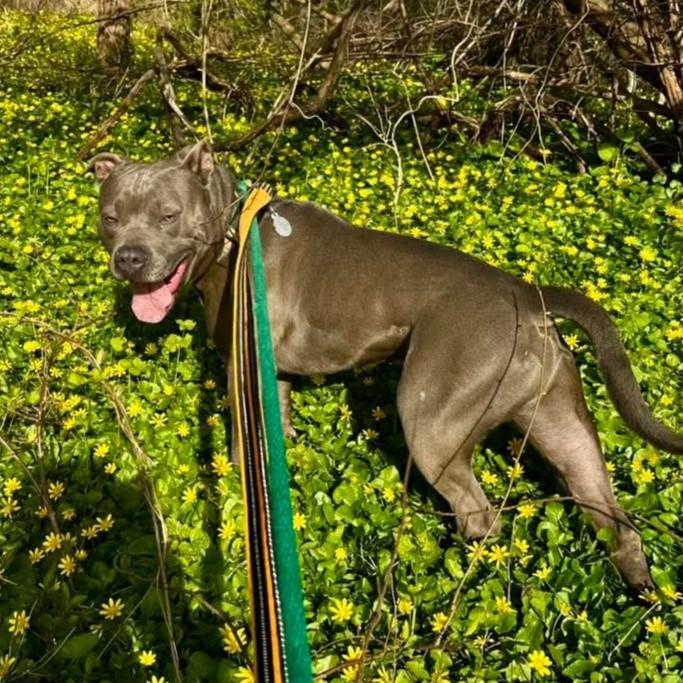 Enlarge Harley, a Adoptable mixed breed in Phoenixville, PA image 2/6