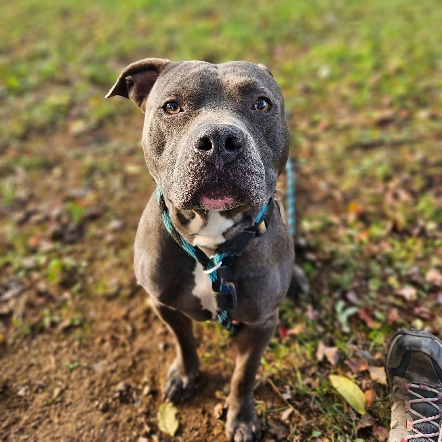 Enlarge Harley, an adoptable mixed breed in Phoenixville, PA image 2/6