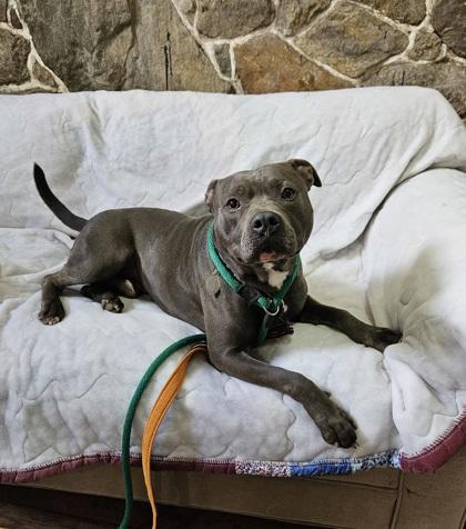 Enlarge Harley, a Adoptable mixed breed in Phoenixville, PA image 2/6