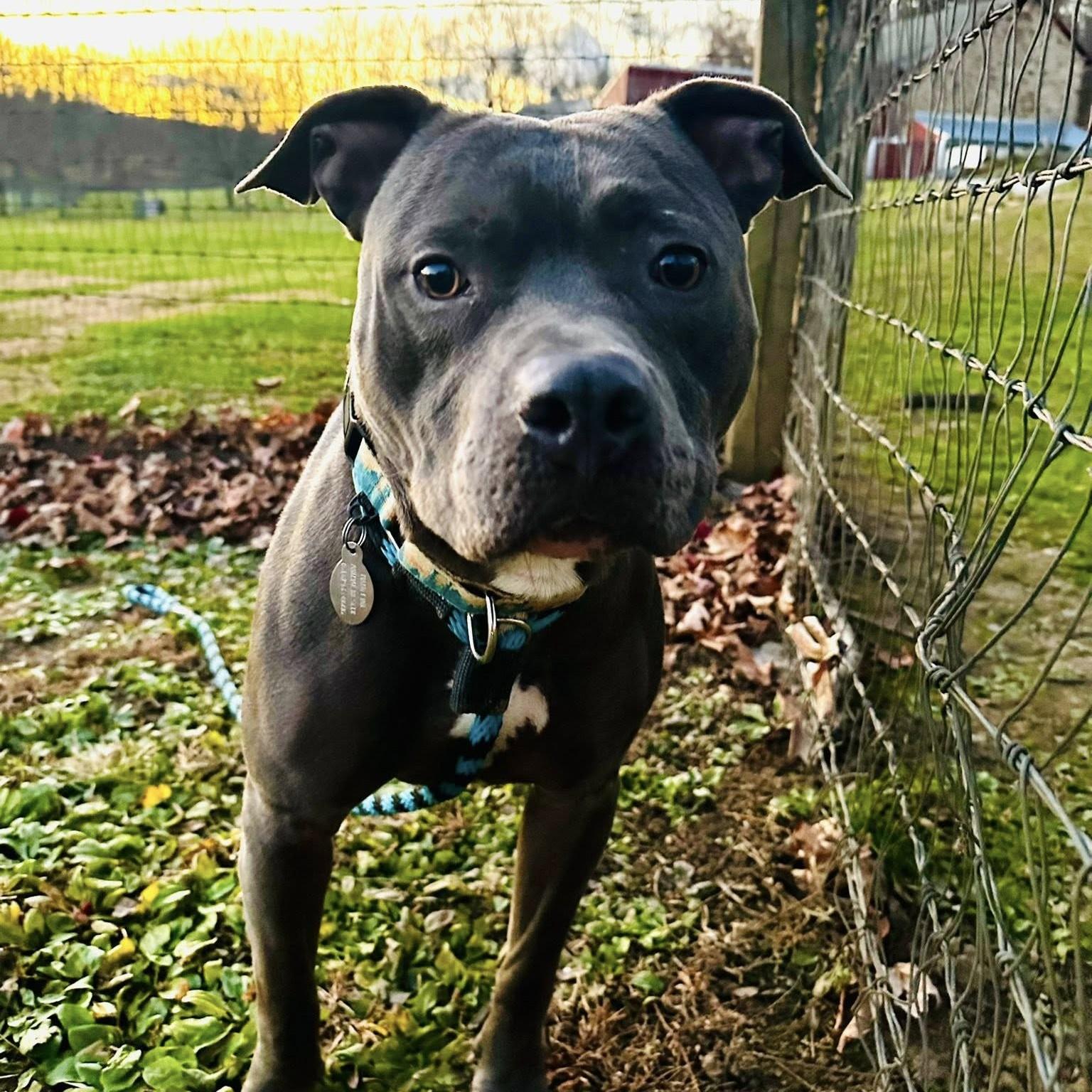 Enlarge Harley, a Adoptable mixed breed in Phoenixville, PA image 2/6