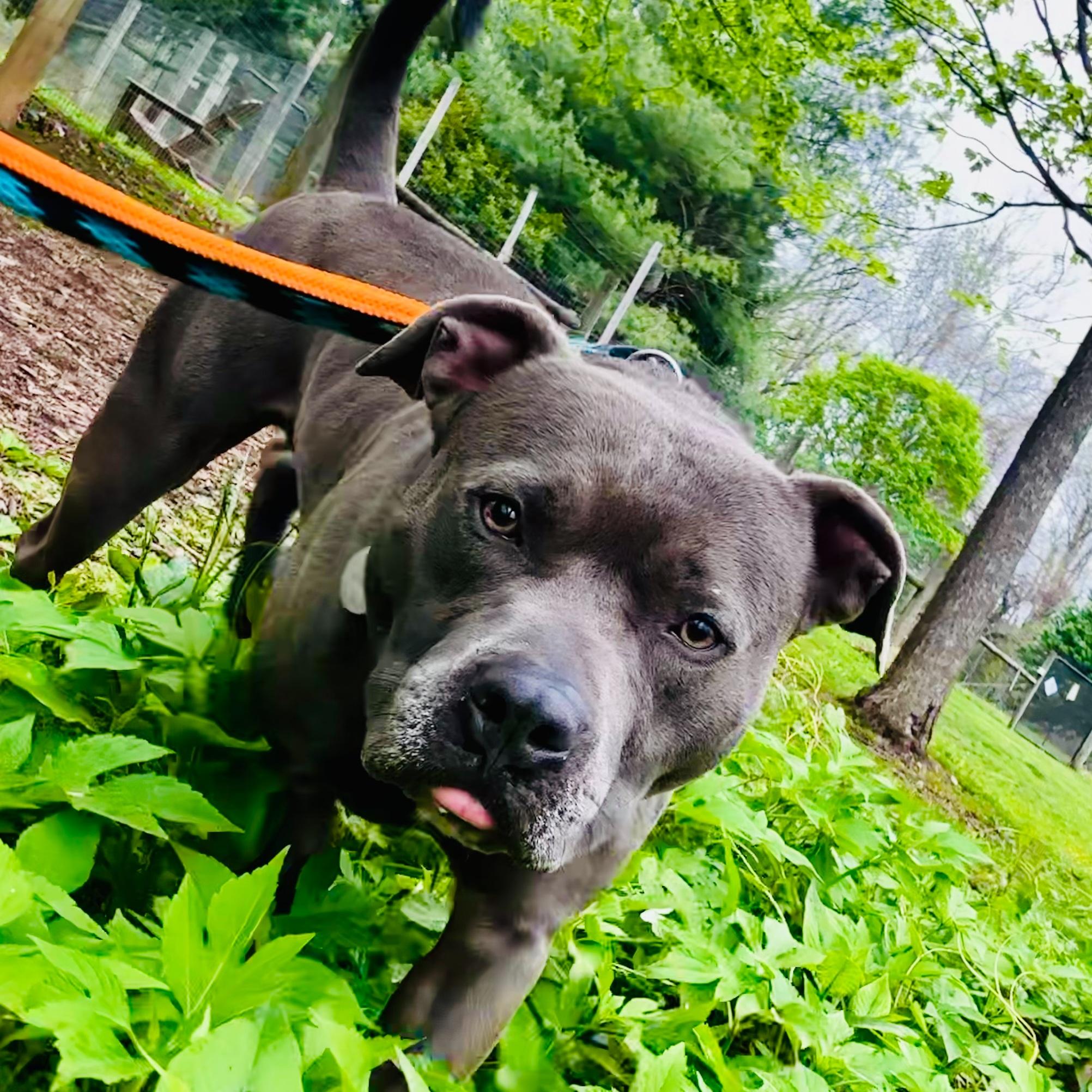 Enlarge Harley, an adoptable mixed breed in Phoenixville, PA image 3/6