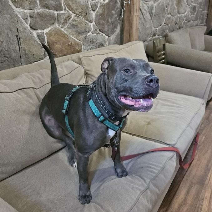 Harley, a Adoptable mixed breed in Phoenixville, PA image 3/6