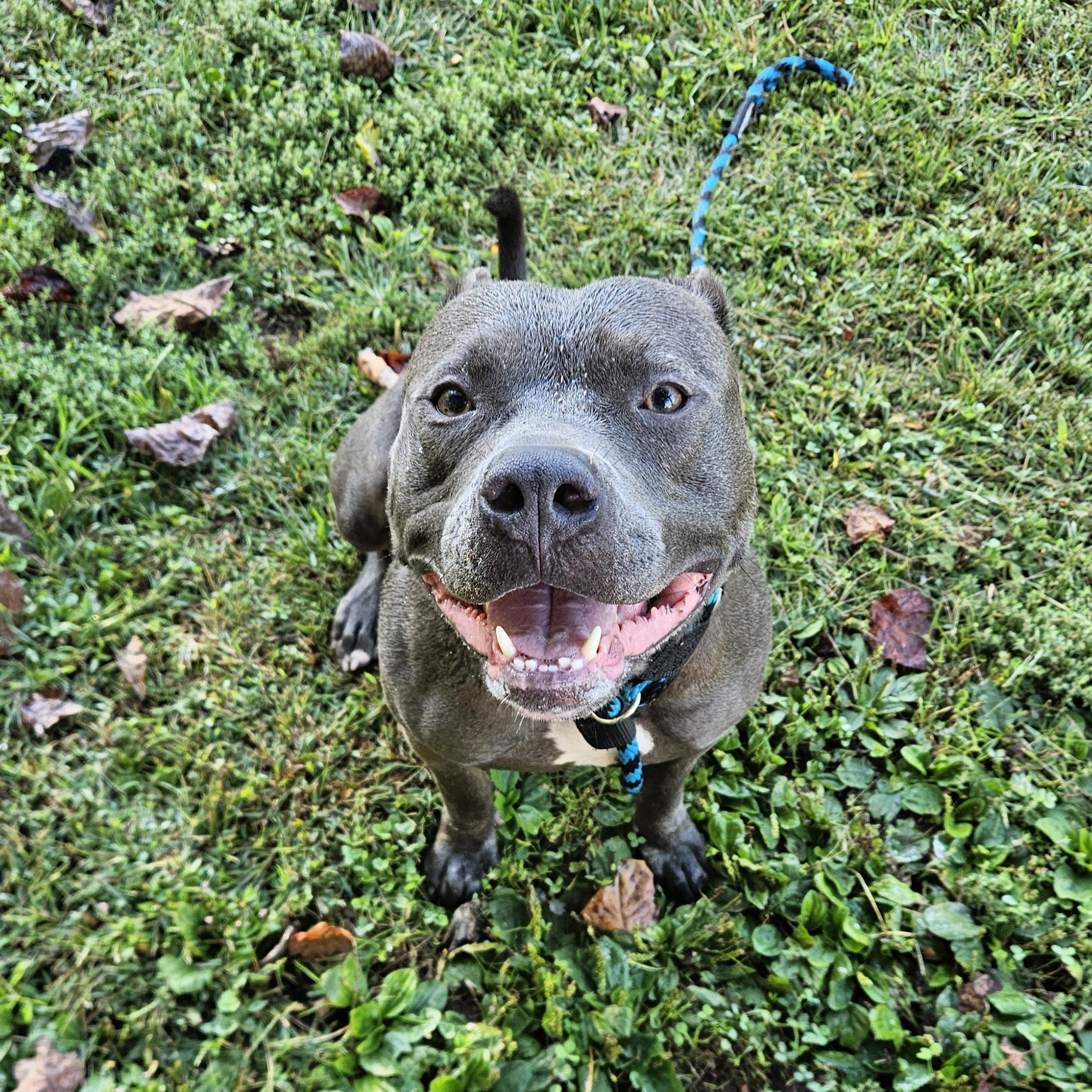 Harley, a Adoptable mixed breed in Phoenixville, PA image 1/6