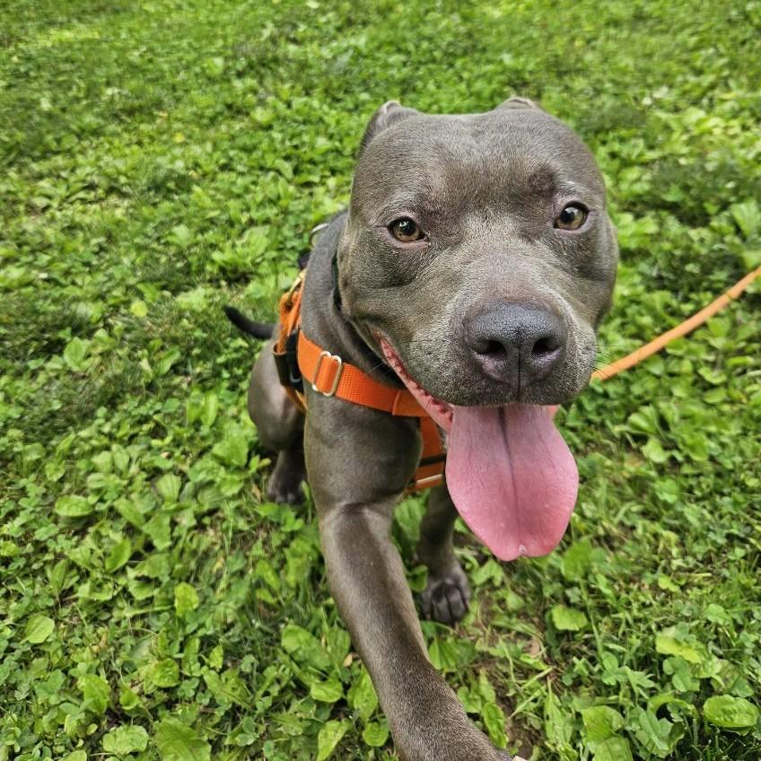 Harley, a Adoptable mixed breed in Phoenixville, PA image 6/6