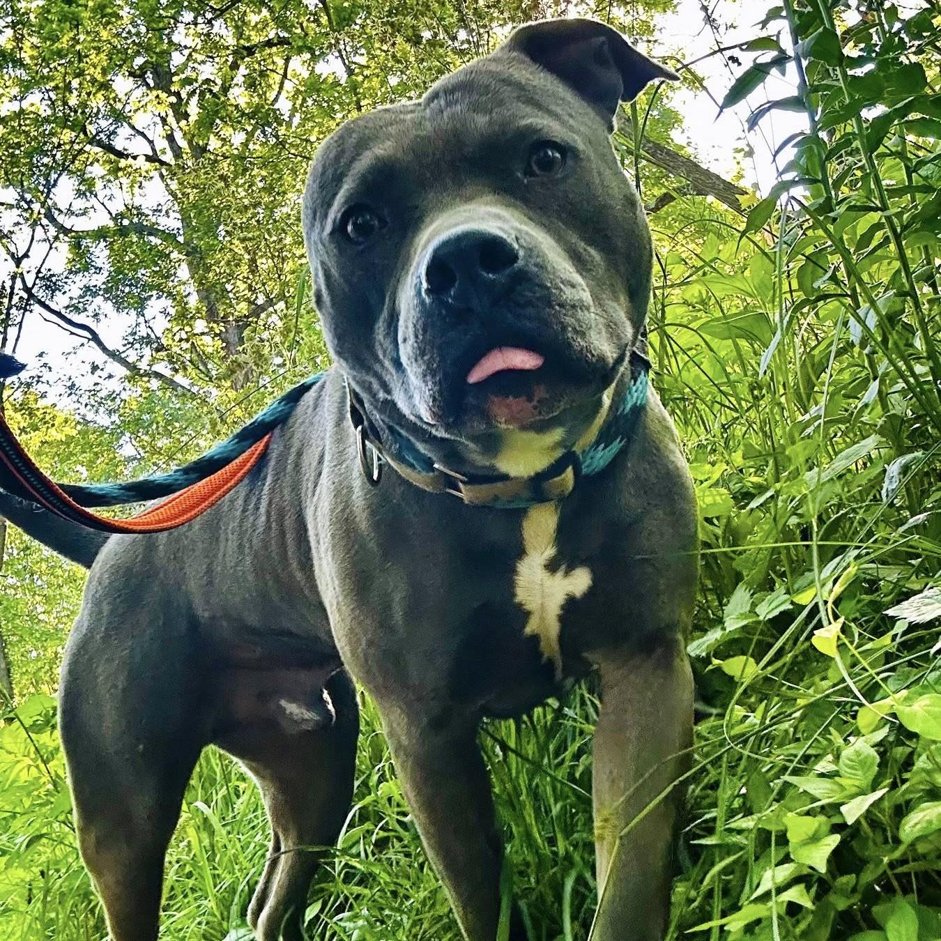 Enlarge Harley, an adoptable mixed breed in Phoenixville, PA image 2/6