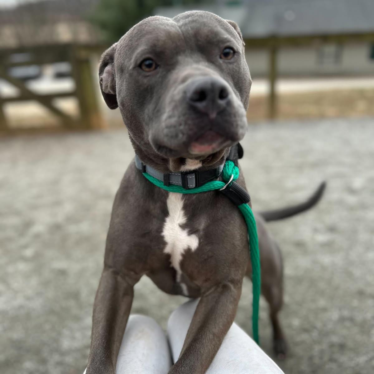 Enlarge Harley, a Adoptable mixed breed in Phoenixville, PA image 1/6