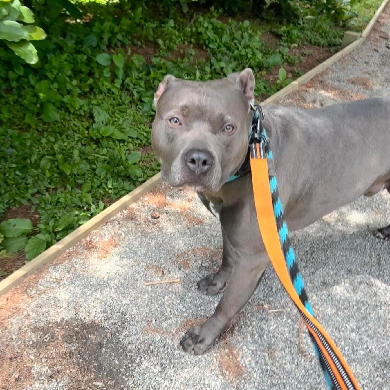 Harley, adoptable, Adult Male Pit Bull Terrier.