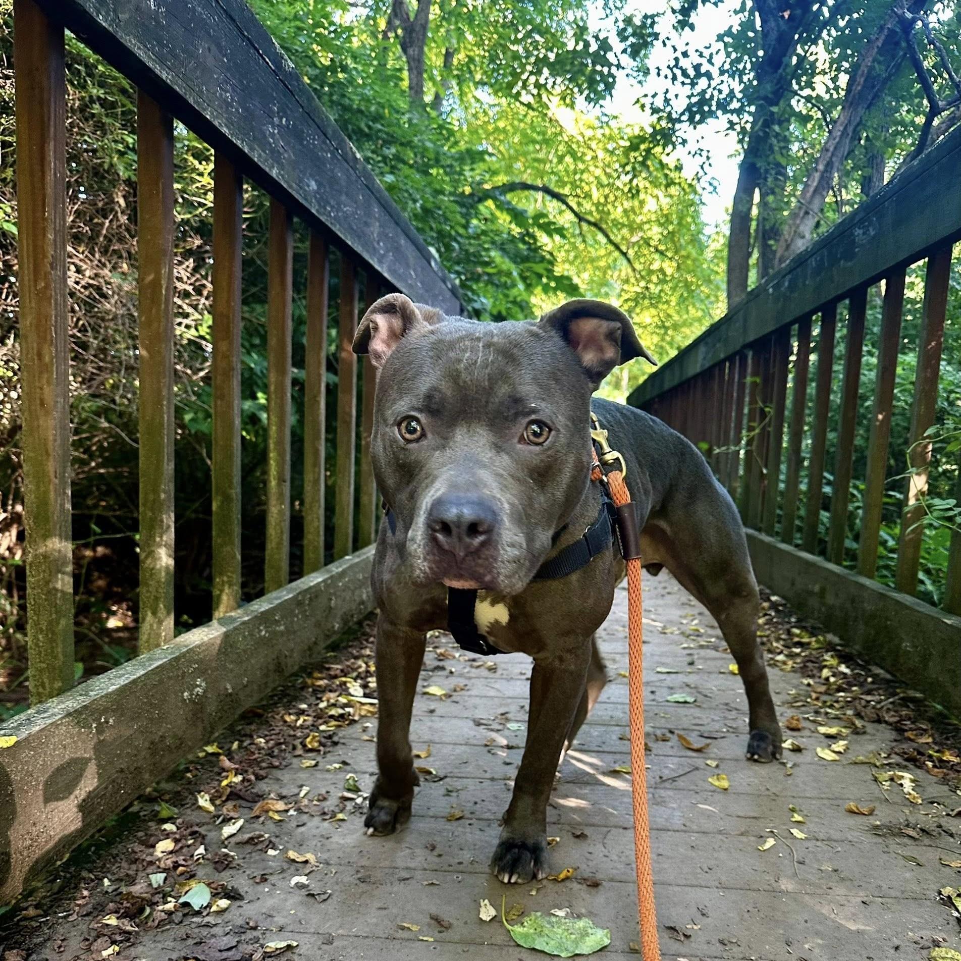 Harley, a Adoptable mixed breed in Phoenixville, PA image 5/6