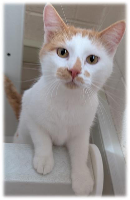 BENDER, Adoptable, Young Male Domestic Short Hair.