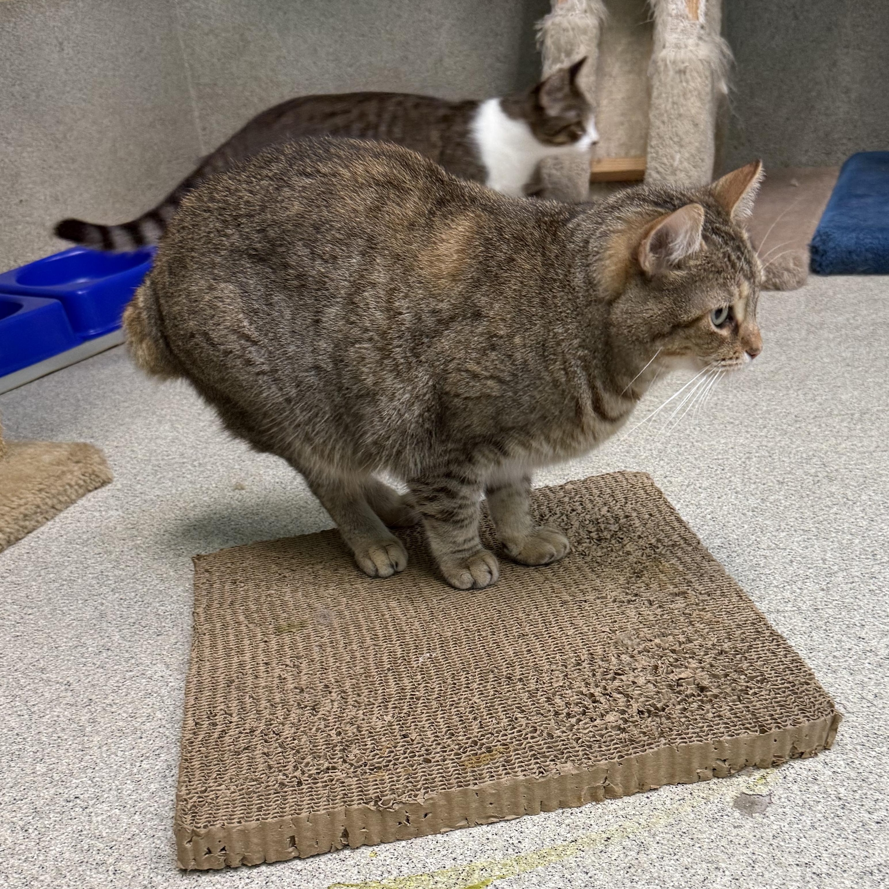 Enlarge Bunny, a Adoptable American Bobtail in Newport Beach, CA image 6/6