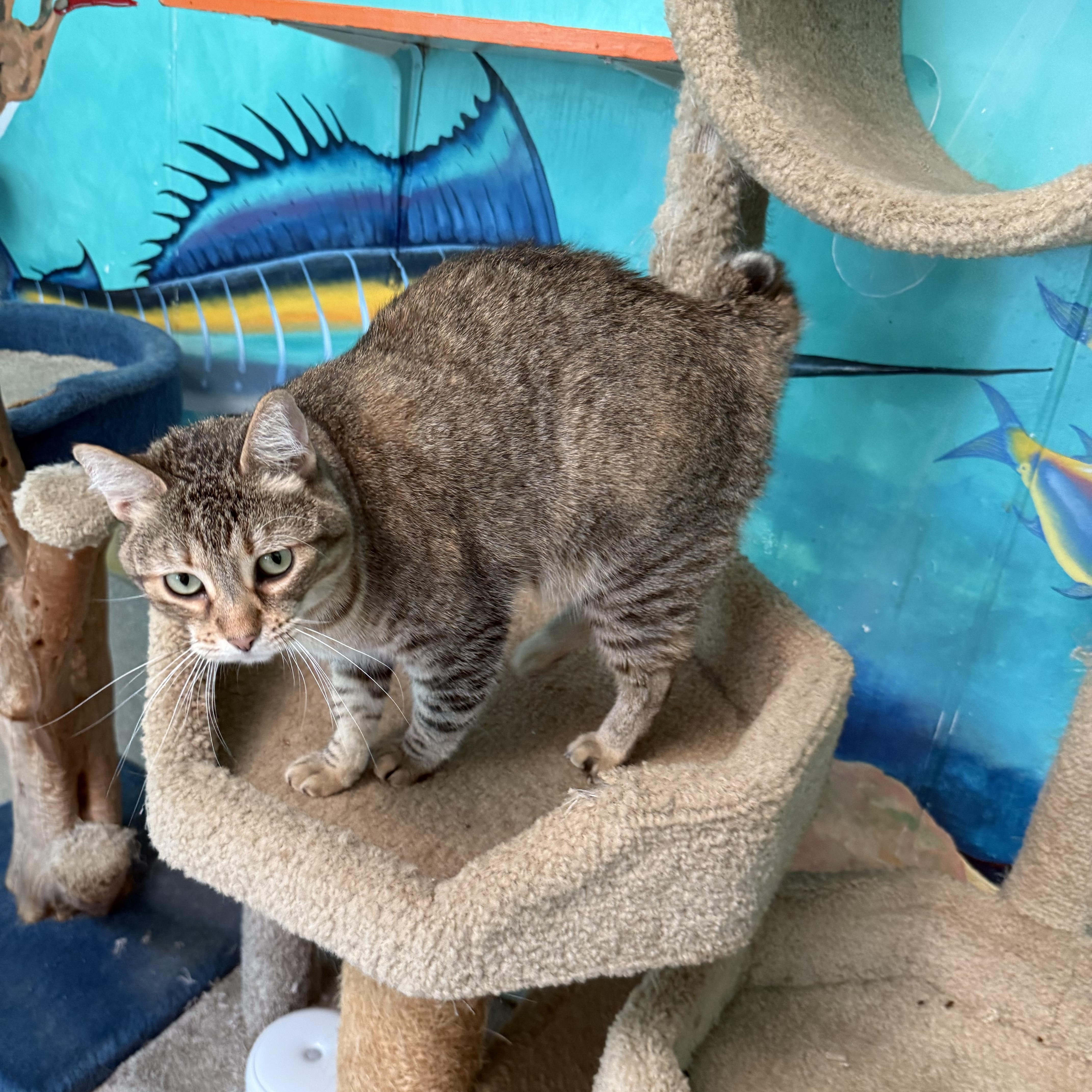 Enlarge Bunny, a Adoptable American Bobtail in Newport Beach, CA image 2/5